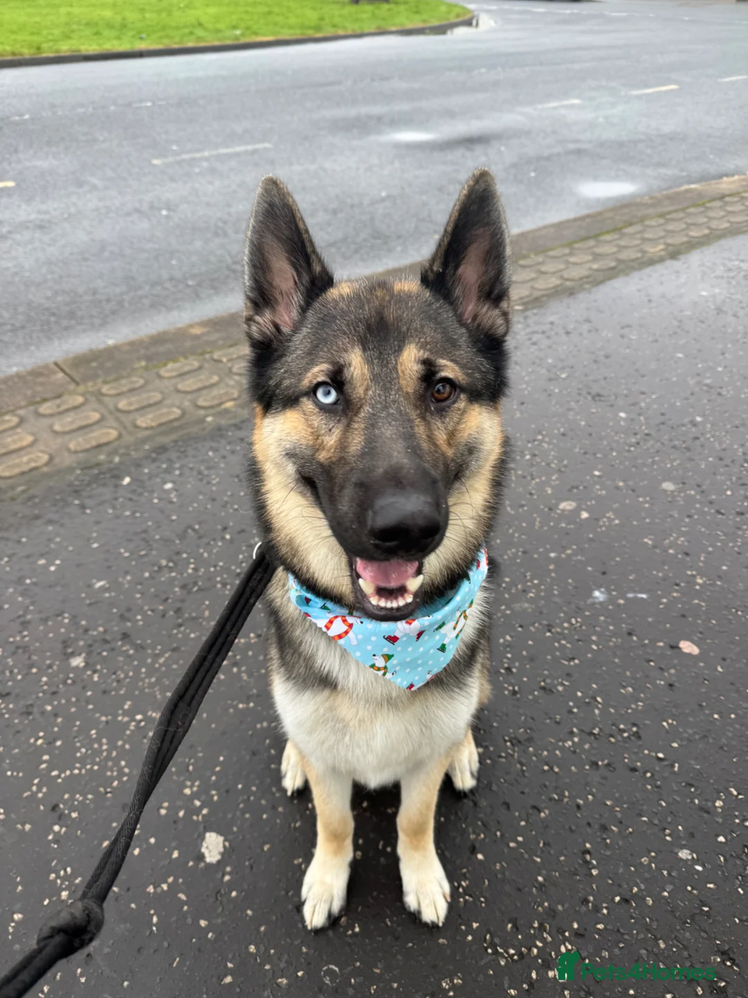 Mixed Breed dogs for stud: Cerberus  - Advert 4