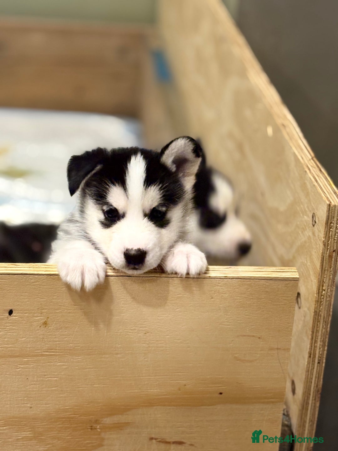 Siberian Husky dogs for sale: Siberian Huskies 2 male 4 female  - Advert 11