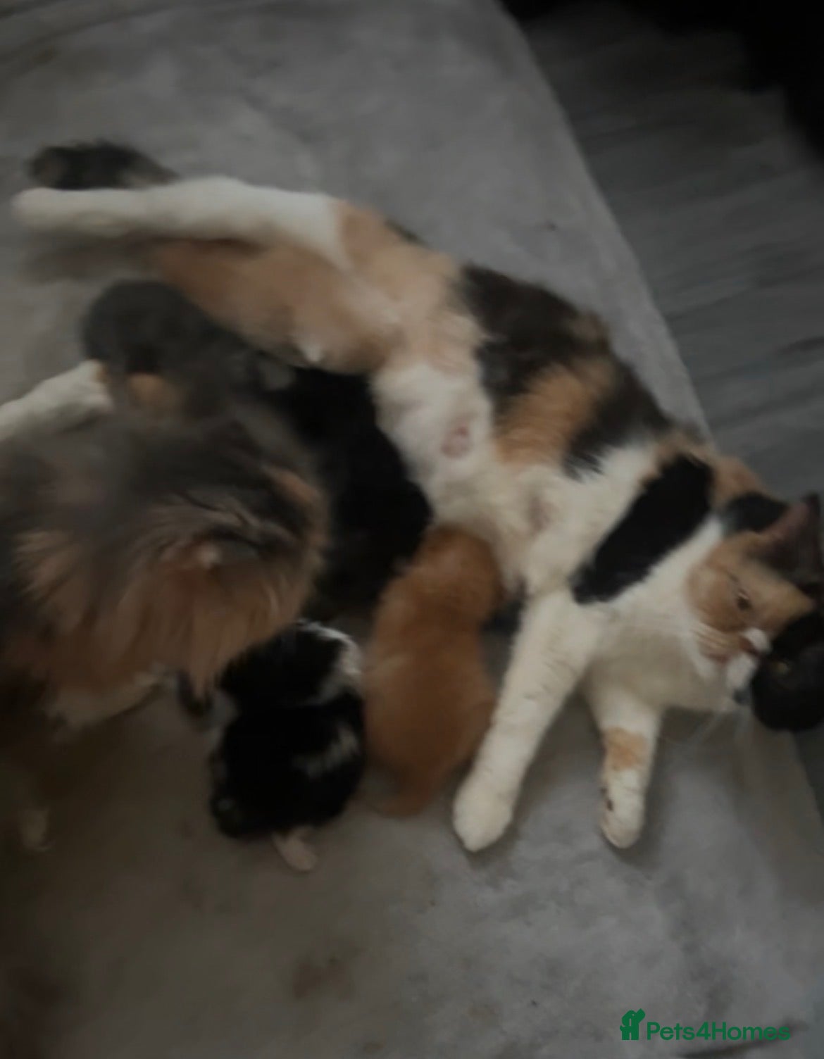 Persian cats Beautiful Persian baby’s  - Advert 16