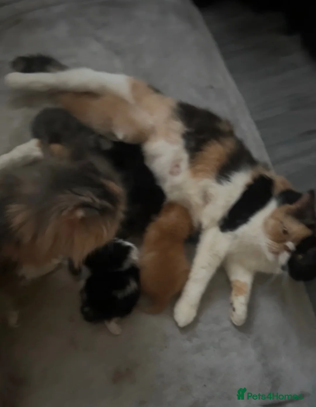 Persian cats for sale: Beautiful Persian baby’s  - Advert 1