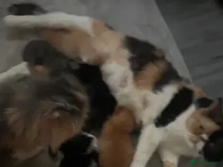 Persian cats Beautiful Persian baby’s - Advert 16