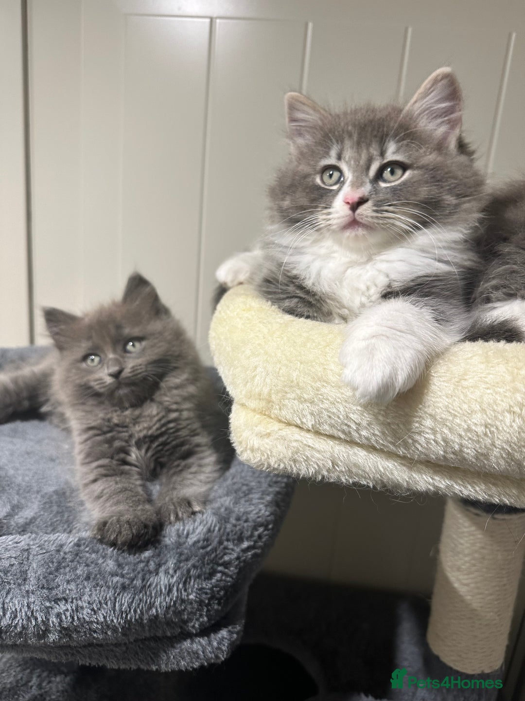 Norwegian Forest Cat cats for sale: 7 Exceptionally beautiful Norwegian Forest kittens - Advert 24