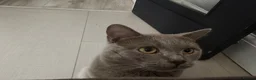 British Shorthair cats for sale: British Shorthair X Bengal (1yo) in Derby - Advert 23