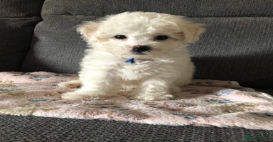 Bichon Frise dogs in Bristol - Advert 12
