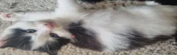 Mixed Breed cats for sale: Lovely fluffy kittens for sale - Advert 11