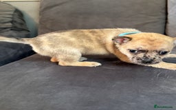 Mixed Breed dogs for sale: 5 x French Pomerdogs - Image 11