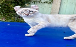 Bengal cats for sale: Stunning rare female  - Image 29