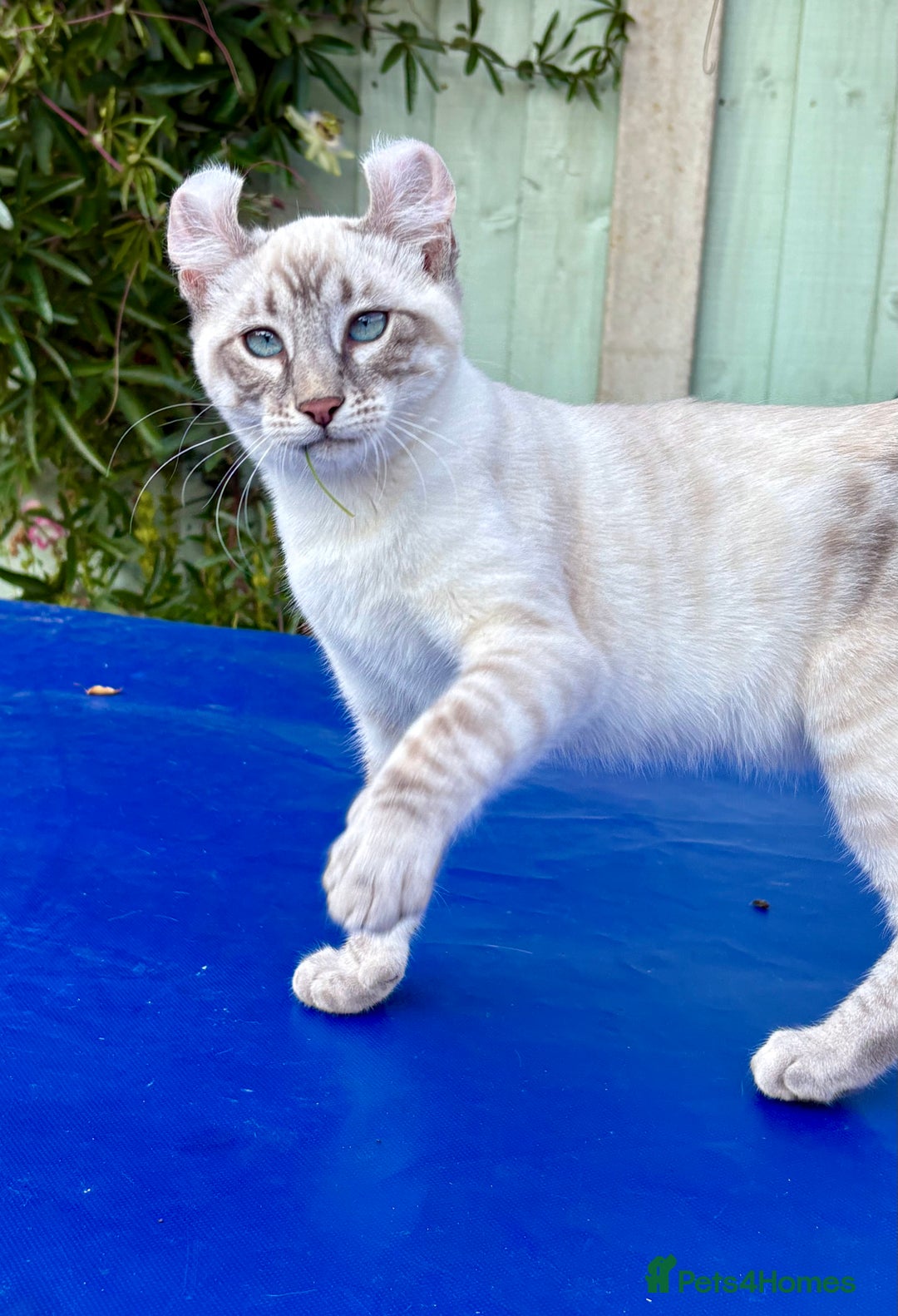 Bengal cats for sale: Stunning rare female  - Image 29
