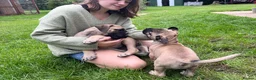 Boerboel dogs for sale: 2 gorgeous Boerboel girls ready now!! - Advert 7