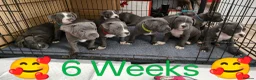Staffordshire Bull Terrier dogs for sale: Blue Staffordshire bull terrier puppies 🐶🐕🐾 - Advert 8