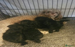 Toy Poodle dogs for sale: Toy poodle puppies D.N.A clear. - Image 7