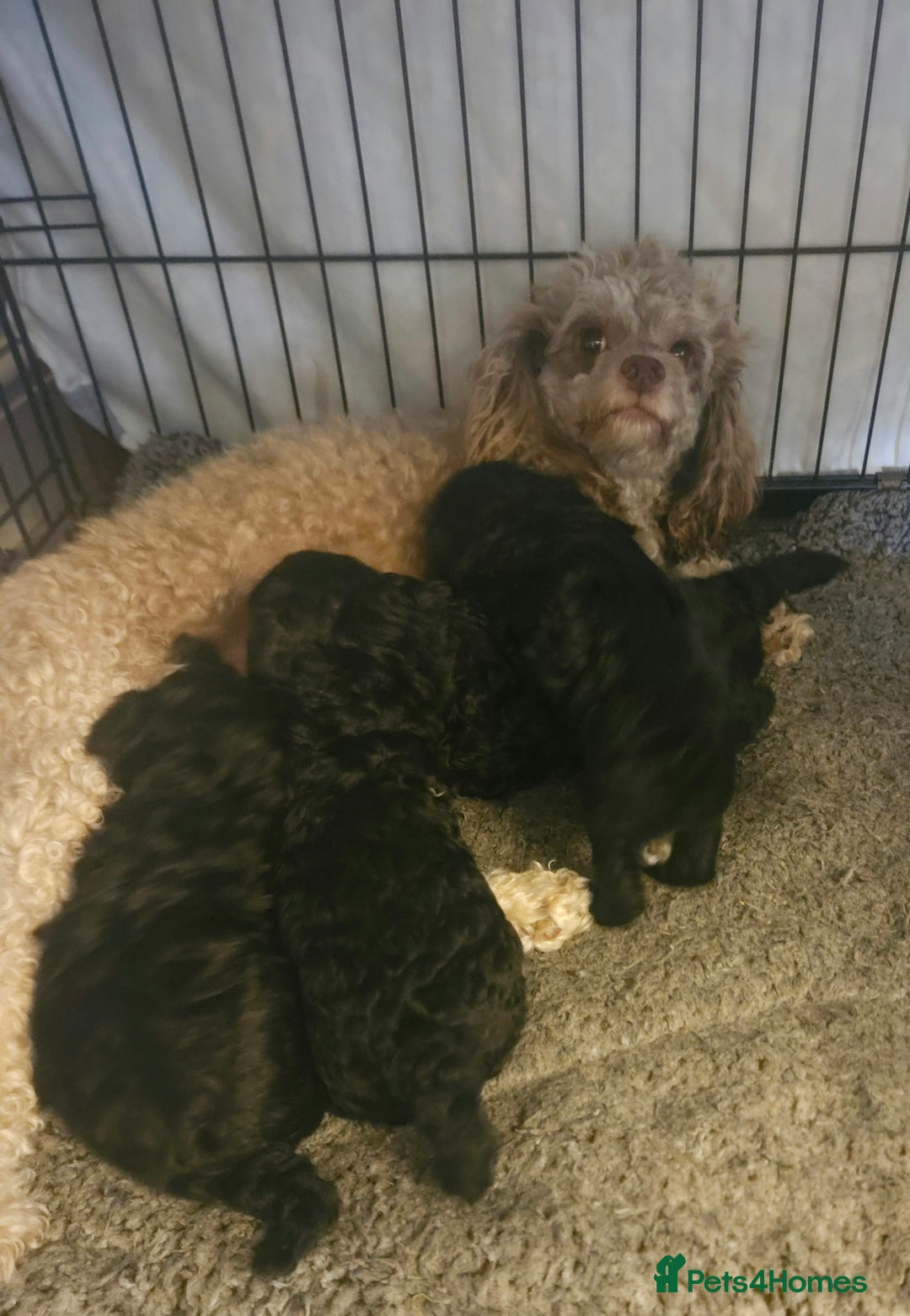 Toy Poodle dogs for sale: Toy poodle puppies D.N.A clear. - Image 7