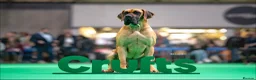 Great Dane dogs for sale: Carefully Planned Litter Reservation List Now Open - Advert 4