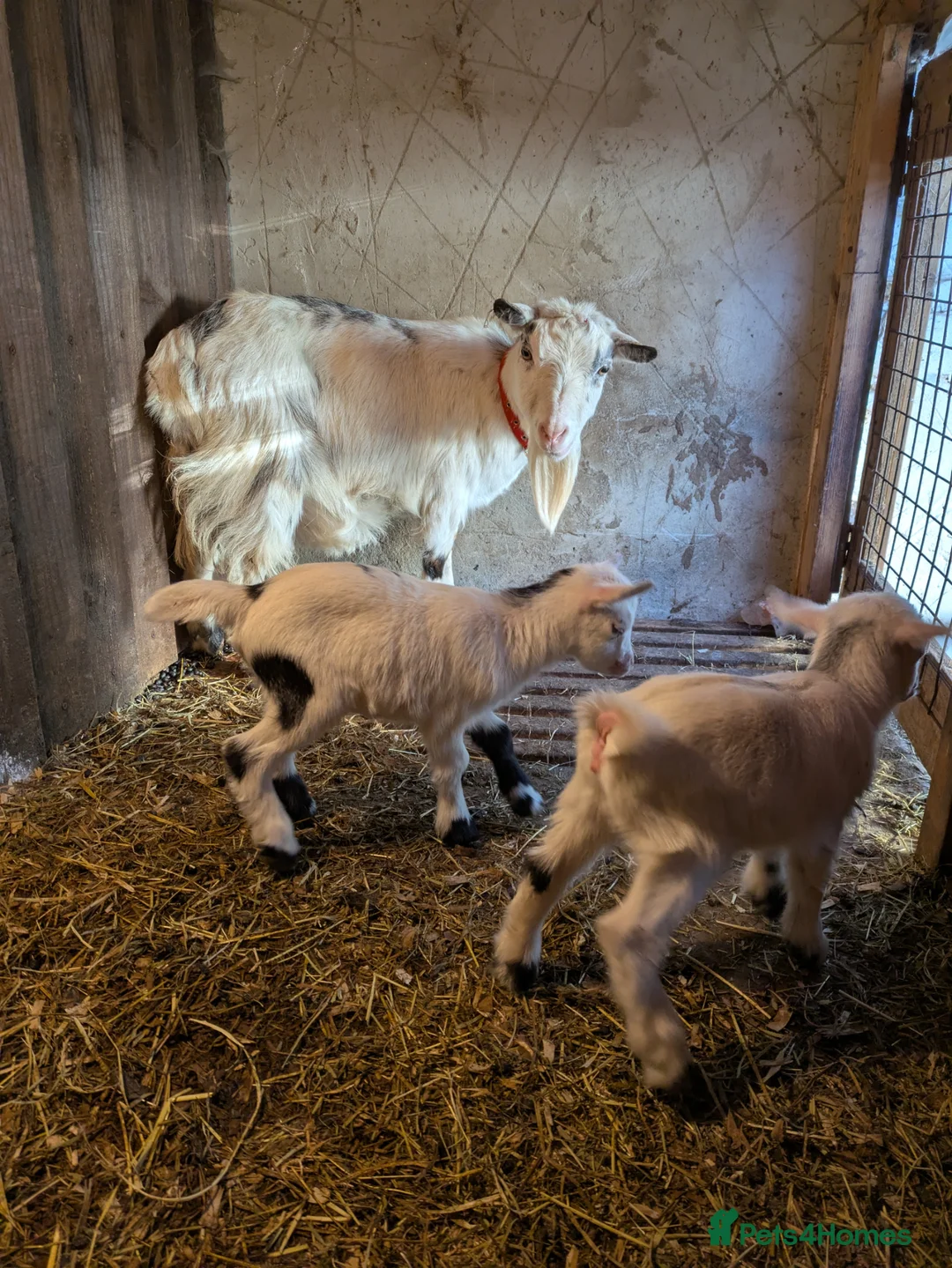 Goats livestock for sale: Beautiful pygmy nanny with two nanny kids   - Advert 2