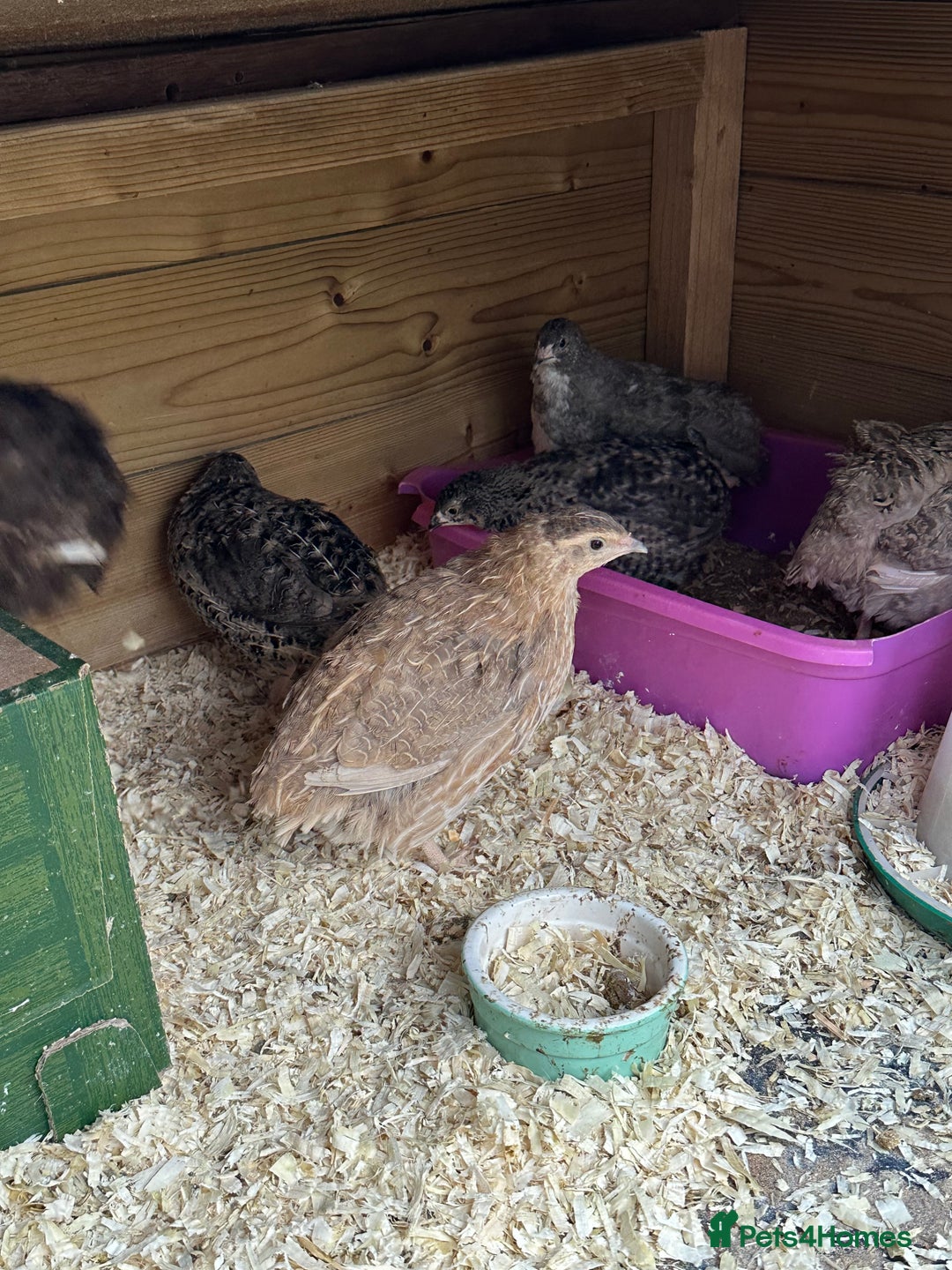 Quail poultry for sale: Group of Coturnix for sale  - Image 1