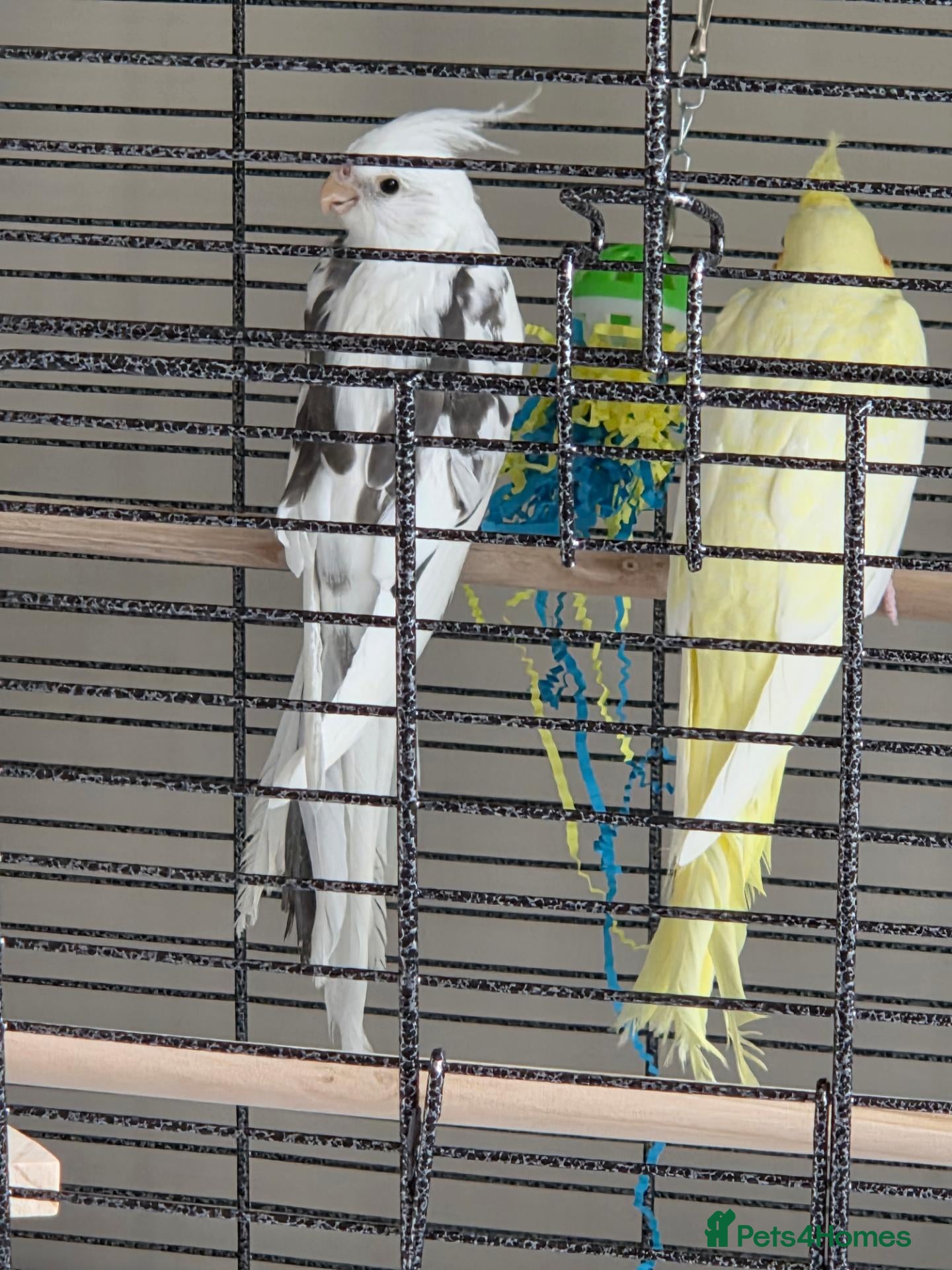 Cockatiels birds 2 cockatiels- pied and latino - Advert 2