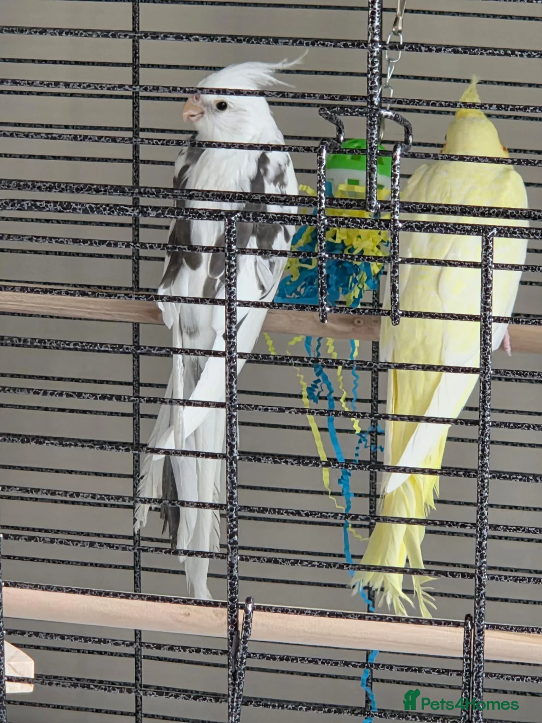 Cockatiels birds for sale: 2 cockatiels- pied and latino - Advert 1