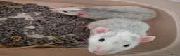 Rat rodents for sale: Two Male Dumbo Rats in Halesowen - Advert 1