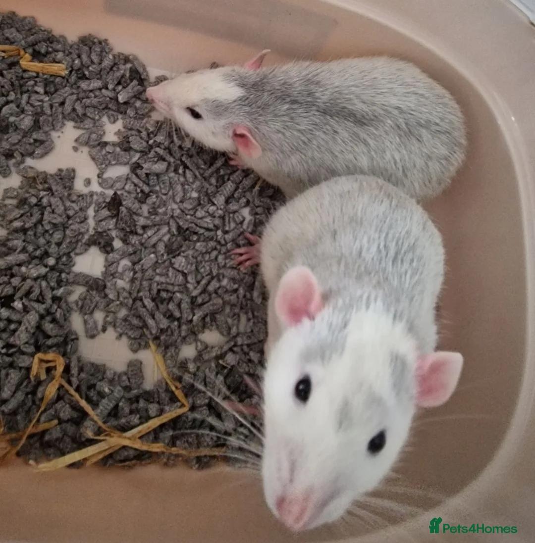 Rat rodents for sale: Two Male Dumbo Rats in Halesowen - Advert 1