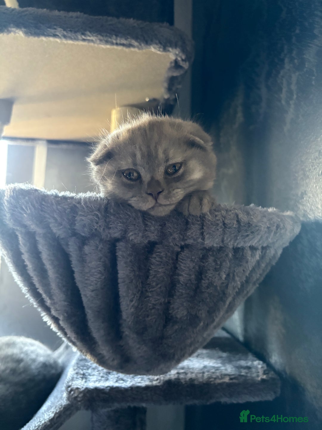 Scottish Fold cats for sale: Scottish Fold kitten - Advert 10