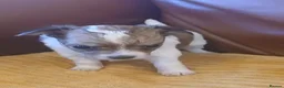 Chihuahua dogs for sale: Chihuahua x puppies  - Advert 6