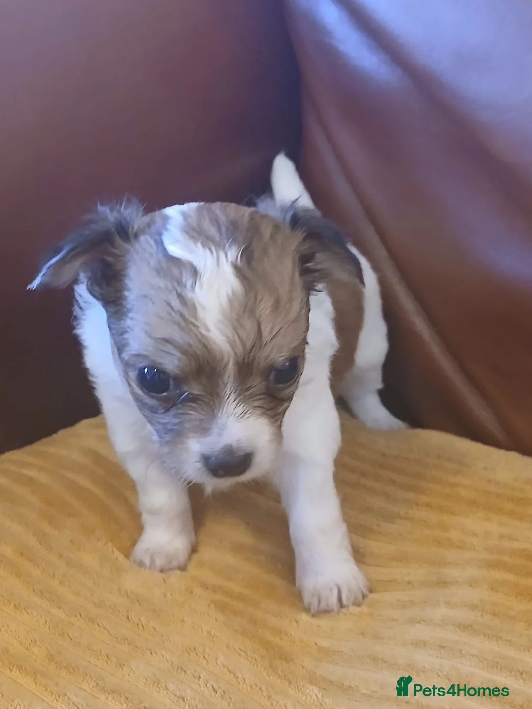 Chihuahua dogs for sale: Chihuahua x puppies  - Advert 6