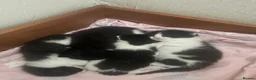 Mixed Breed cats for sale: One male one female available first week in July  - Advert 15