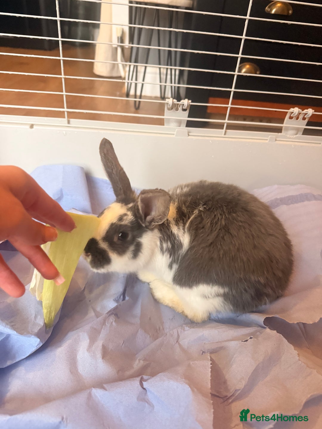 English Lop rabbits for sale: Baby bambi bunny  - Advert 7