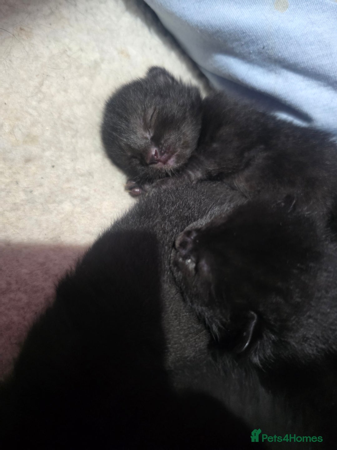 Bombay cats for sale: Kittens  - Image 4