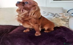 Cavalier King Charles Spaniel dogs for stud: Stunnig Ruby Cavalier King Charles stud in Bury Saint Edmunds - Image 3