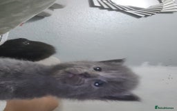 Mixed Breed cats for sale: 3 Beautiful Norwegian Forest X Kittens for sale. - Advert 12