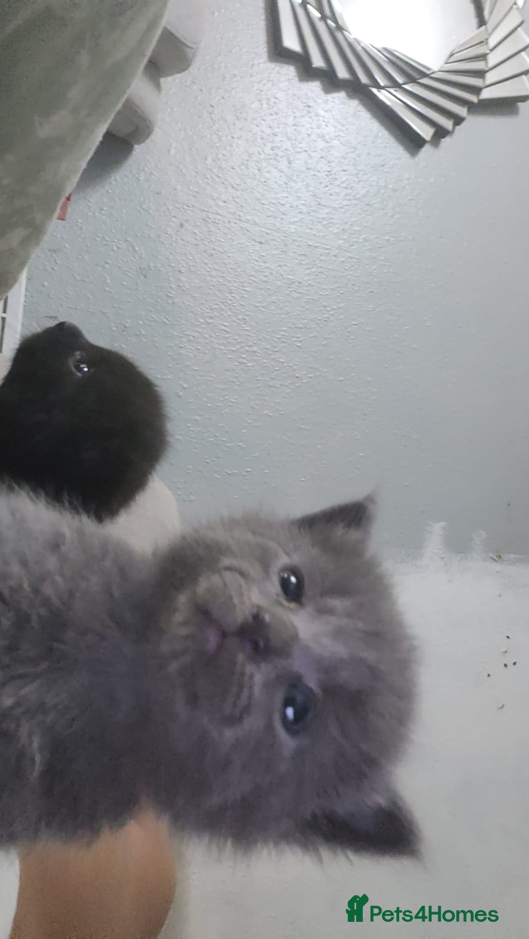 Mixed Breed cats for sale: 3 Beautiful Norwegian Forest X Kittens for sale. - Advert 12