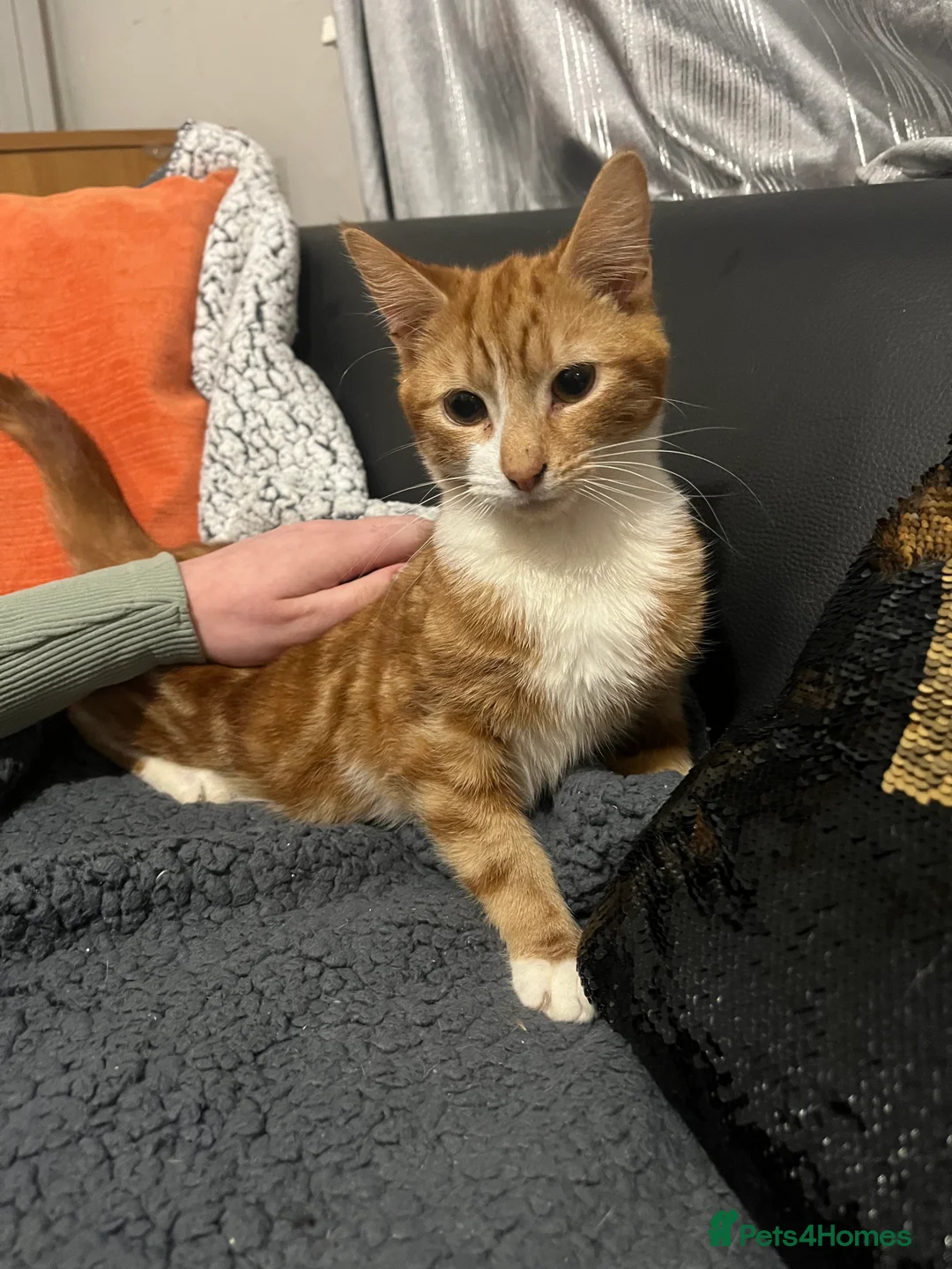 Mixed Breed cats for sale: Kittens - Advert 10