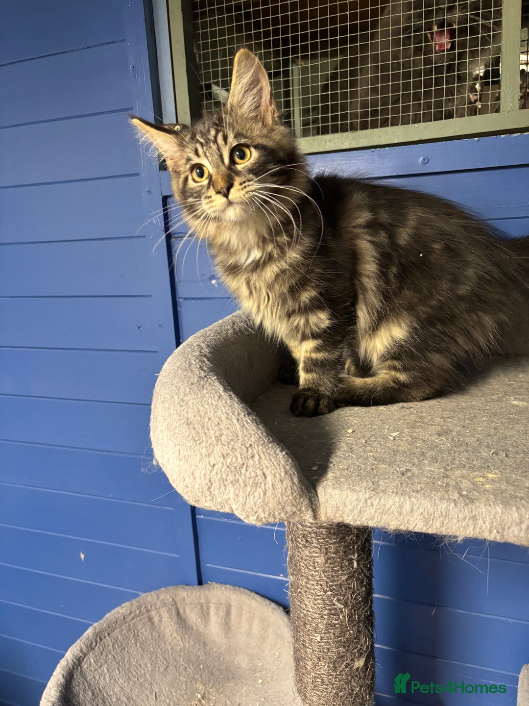 Maine Coon cats for sale: Beautiful Maine Coon kittens for sale - Image 20