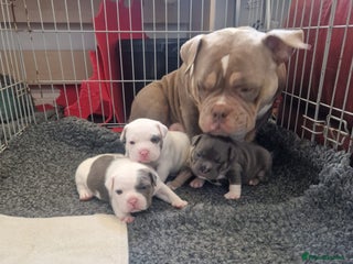 Mixed Breed dogs Micro bully / french bulldogs hybrids - Advert 1