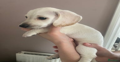 Dachshund dogs - Advert 5