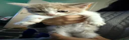 Mixed Breed cats for sale: Beautiful kittens mixed with ragdoll - Advert 31
