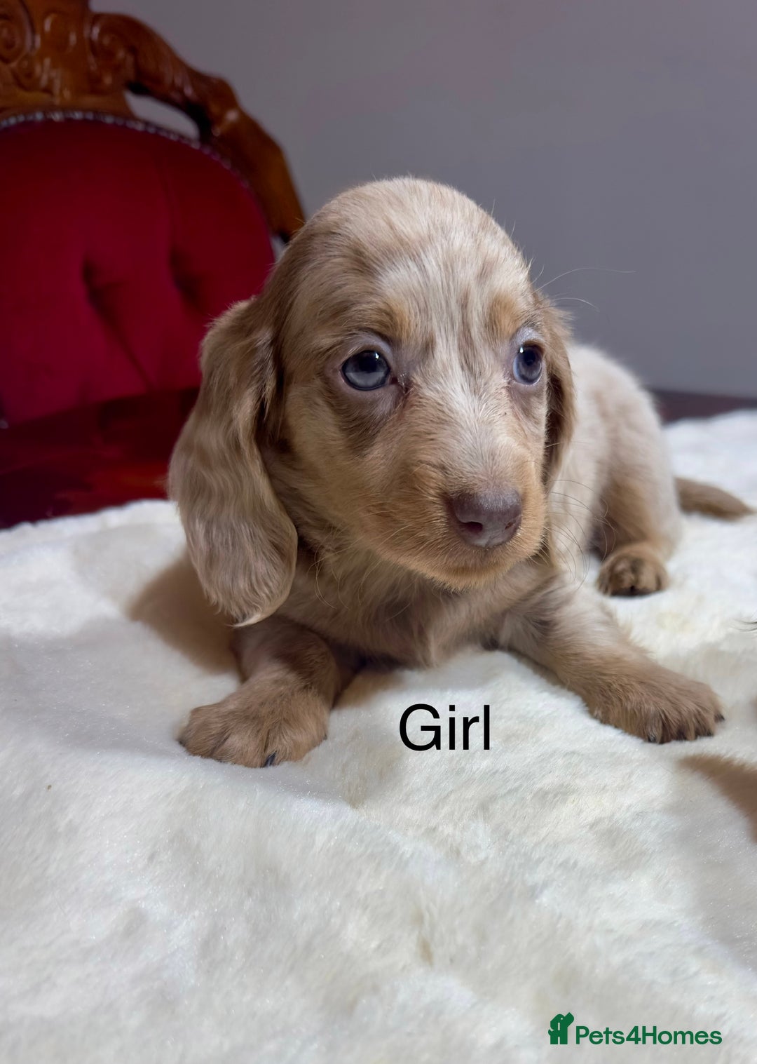 Miniature Dachshund dogs for sale: Dachshund miniature long hair - Advert 32