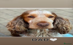 Cocker Spaniel dogs for sale: Stunning KC show cocker spaniels  - Image 23