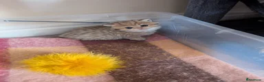 British Longhair Kitten 2