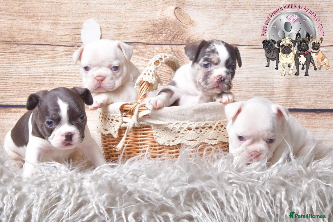 French Bulldog dogs for stud: New shade Isabella Merle fluffy carrier  in Hastings - Advert 11
