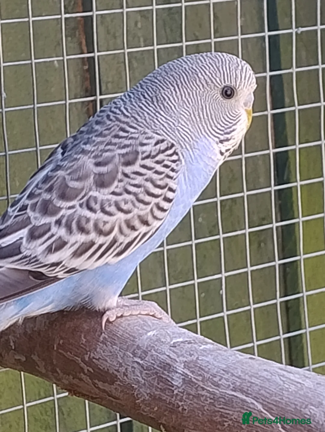 Budgerigars birds for sale: Baby budgies, easily tamed  - Advert 1