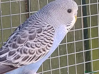 Budgerigars birds Baby budgies, easily tamed - Advert 1