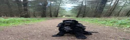 Cocker Spaniel dogs for stud: Show Cocker to Stud in Tiverton - Advert 6