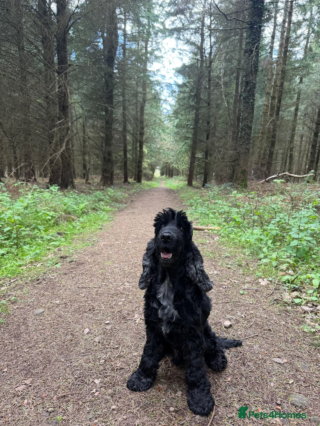 Cocker Spaniel dogs for stud: Show Cocker to Stud in Tiverton - Advert 6