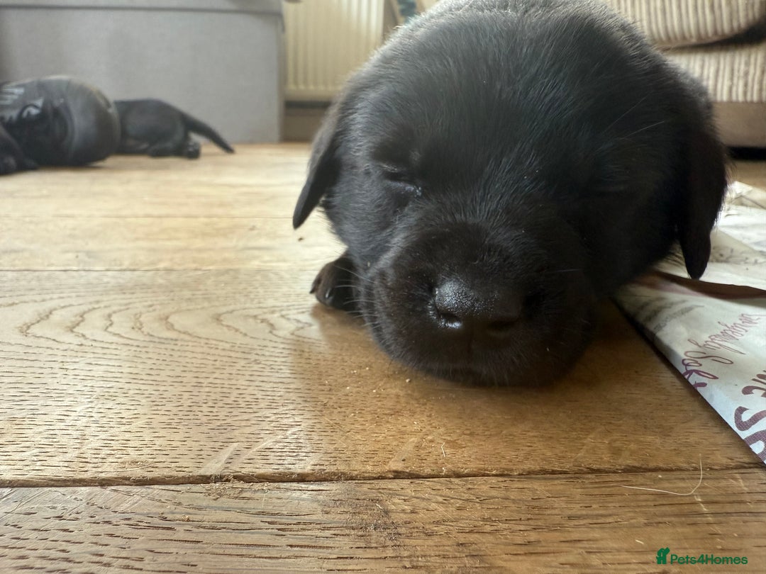 Labrador Retriever dogs for sale: Beautiful Labrador pups  - Image 23