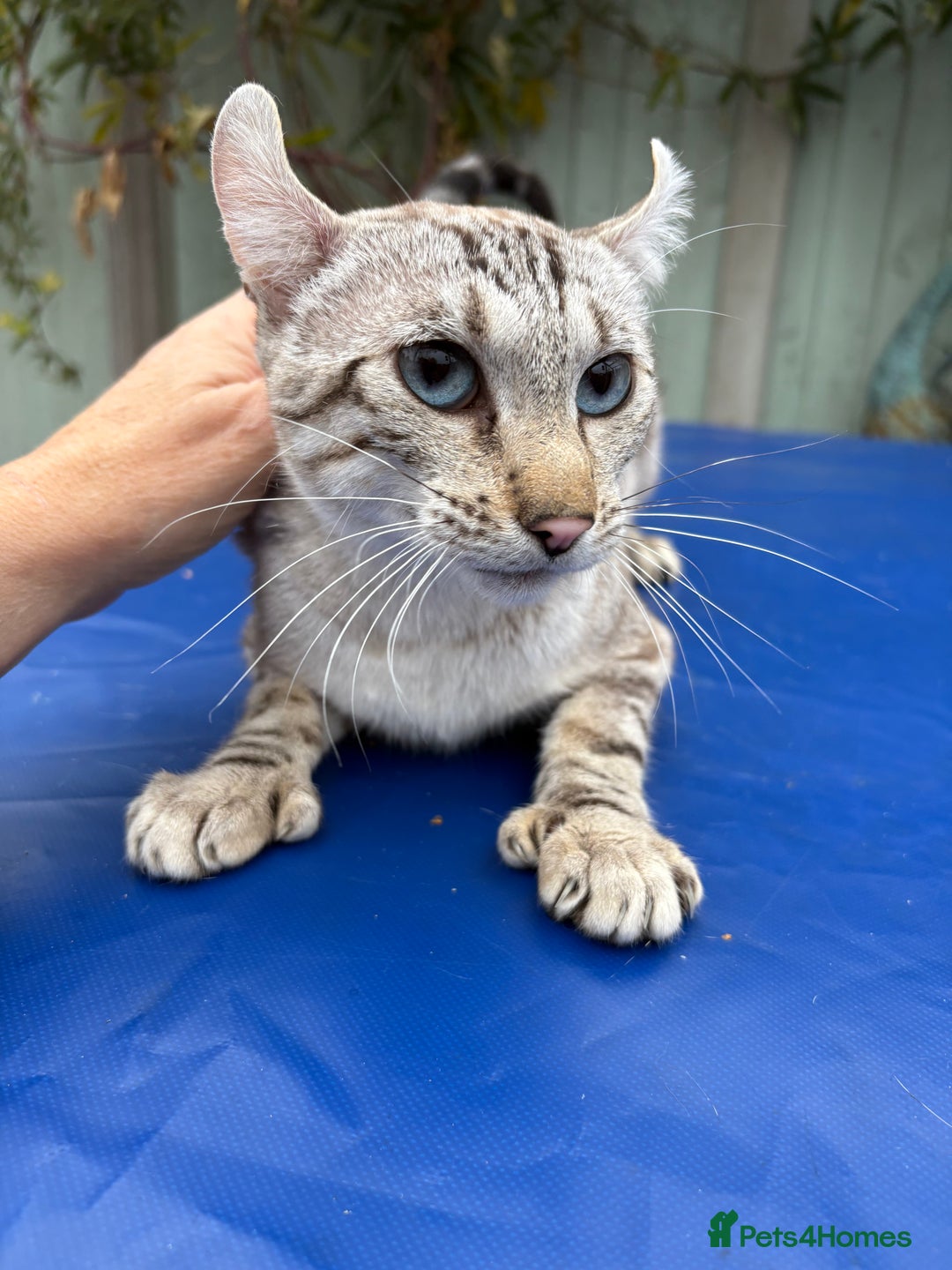 Keetso cats for sale: Superb polydactyl curled eared Keetso girl  - Image 10