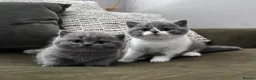 British Shorthair cats for sale: GCCF Registered British Shorthair Kittens  - Advert 7