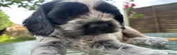 Mixed Breed dogs for sale: 6 adorable puppies  - Advert 37