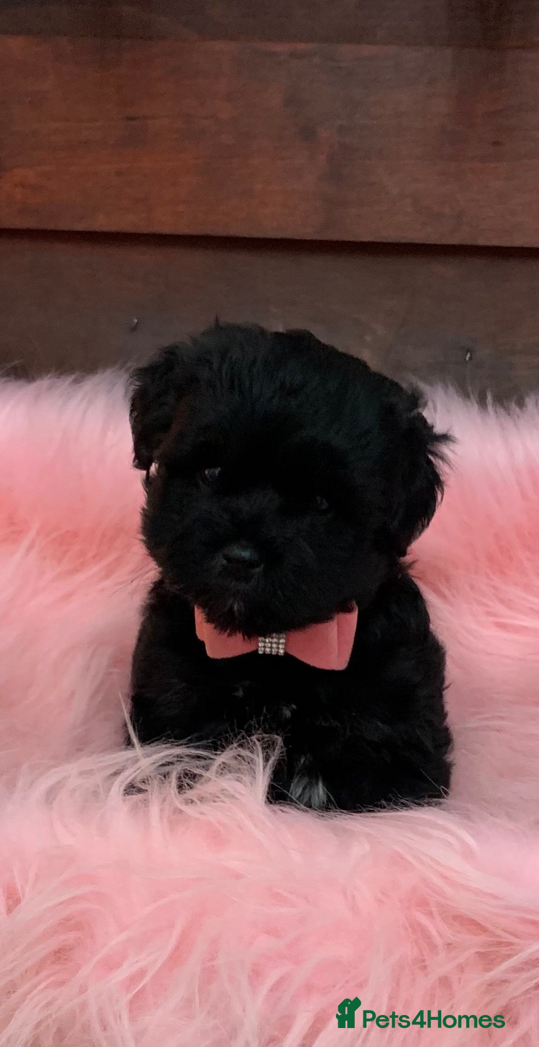 Miniature Schnauzer dogs for sale: 5* LICENSED - KC MINI (TOY) SCHNAUZER CHOCOLATE  - Advert 26